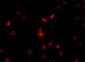 NUP107 Antibody